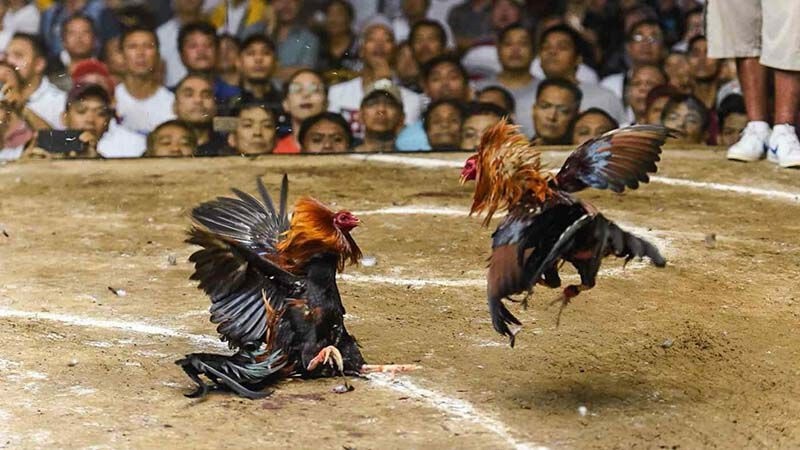 Đá gà Thomo trở thành điểm đến cá cược và giải trí lý tưởng