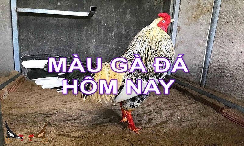 Chọn màu gà đá theo ngày 12 con giáp