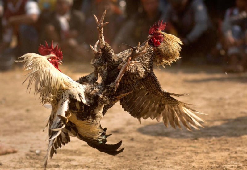 Chọn cược màu gà dựa vào mùa trong năm