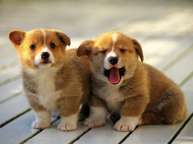 Giải mã các điềm báo nằm mơ thấy chó cho người mộng