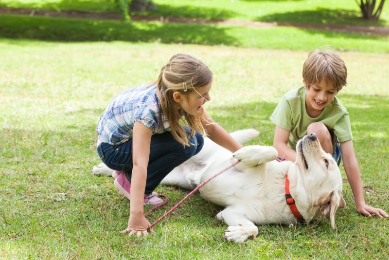 Có khá nhiều điềm báo xoay quanh giấc mơ về chó